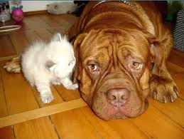 Young, old, cute,not so cute all cared for